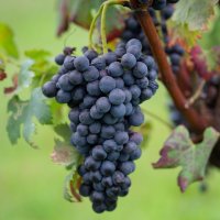 Immagini vendemmia del Vino del Sorriso 2021