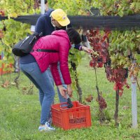 Immagini vendemmia del Vino del Sorriso 2021