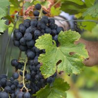 Immagini vendemmia del Vino del Sorriso 2021