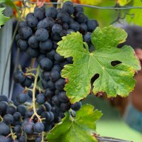 Immagini vendemmia del Vino del Sorriso 2021