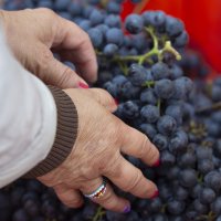 Immagini vendemmia del Vino del Sorriso 2021