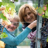 Immagini vendemmia del Vino del Sorriso 2021