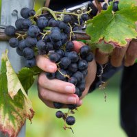 Immagini vendemmia del Vino del Sorriso 2021