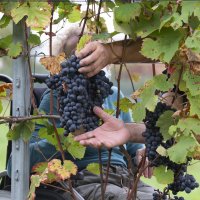 Immagini vendemmia del Vino del Sorriso 2021