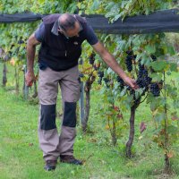 Immagini vendemmia del Vino del Sorriso 2021