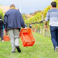 Immagini vendemmia del Vino del Sorriso 2021