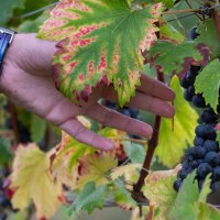 Immagini vendemmia del Vino del Sorriso 2021