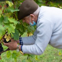 Immagini vendemmia del Vino del Sorriso 2021